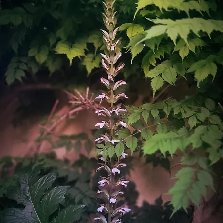 Demeure De Charme Les Lanternes Oda ve Kahvaltı Lignan-sur-Orb