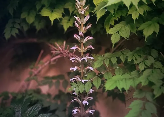 Demeure De Charme Les Lanternes Nocleg ze śniadaniem Lignan-sur-Orb
